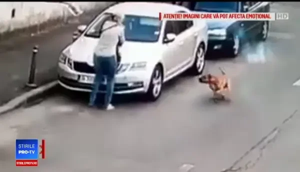 În ce stare se află câinele atacat de un Amstaff. Vecinii spun că se tem să iasă pe stradă