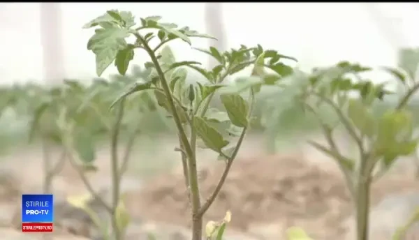 Răsaduri și tratamente gratuite de la Minister pentru fermierii români. Ce condiție li s-a dat