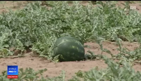 Agricultorii din Dăbuleni își păzesc zi și noapte pepenii. Ploile au compromis recoltele