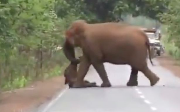 Imagini sfâșietoare. Cortegiu funerar al elefanților pentru puiul mort. VIDEO