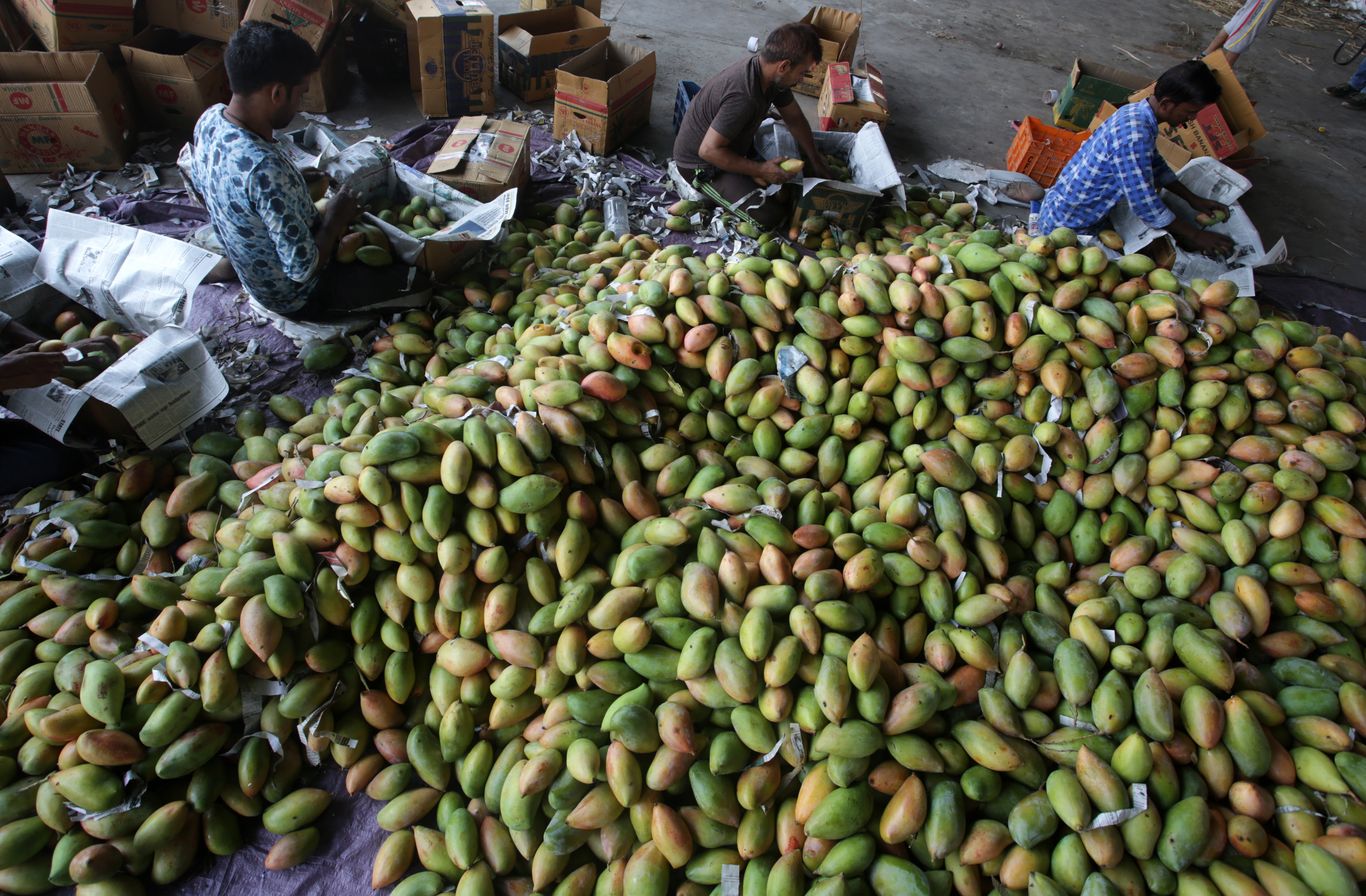 Fenomenul care a dus la un surplus de două milioane de kg de mango în Filipine