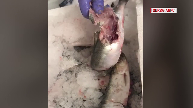 Cum ajungem să consumăm pește contaminat cu metale grele, pe care alte țări îl refuză