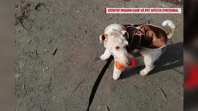 Primele imagini cu cățelul sfâșiat de un Amstaff, după atac. Stăpâna lui e revoltată