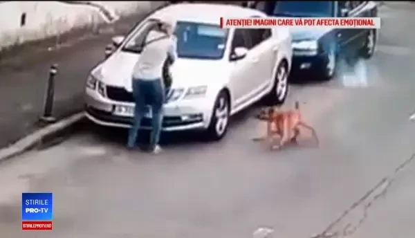 Mărturiile stăpânei câinelui atacat de amstaff: "S-a înfipt în gâtul lui"