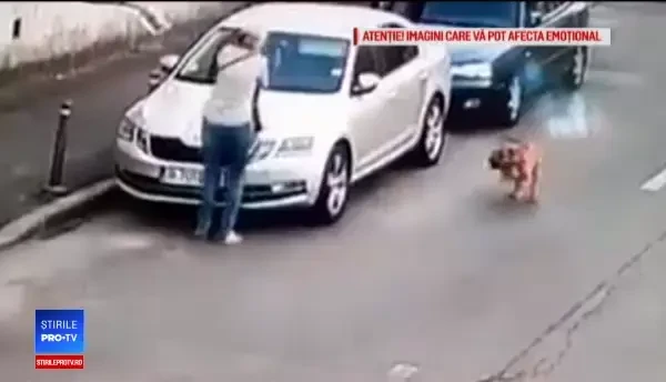 Cine e stăpânul Amstaff-ului care a atacat un câine în Capitală. Ce le-a spus polițiștilor