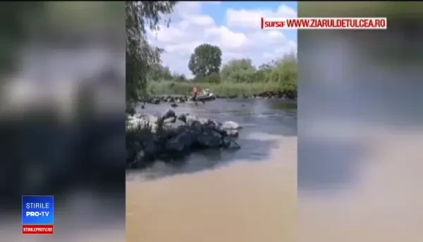 Herghelie de cai, forțată de localnici să treacă un canal adânc. Cum au sfârșit animalele