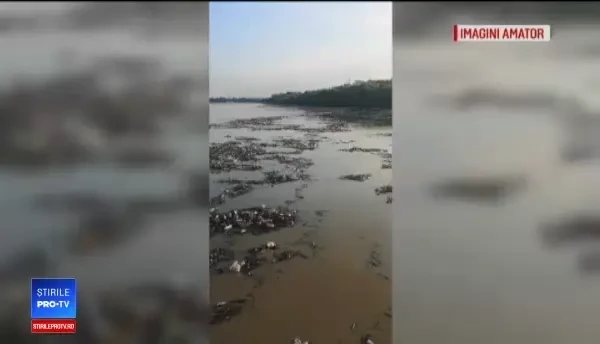 Localități sufocate de gunoaiele venite de pe Dunăre: „Un dezastru jalnic”