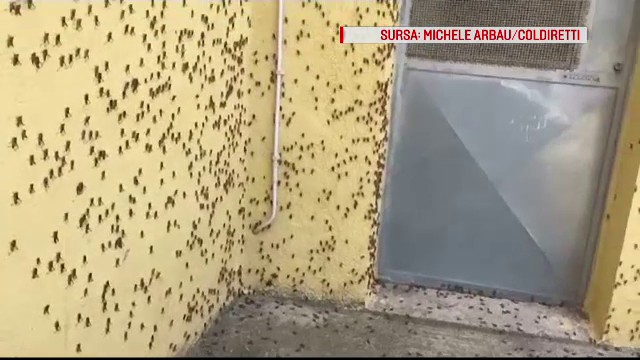 Invazie de lăcuste într-o regiune. Au devorat totul în calea lor