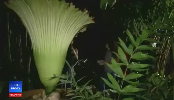 Amatori de senzații tari s-au pozat cu o floare-cadavru, la o grădină din SUA. Reacția lor