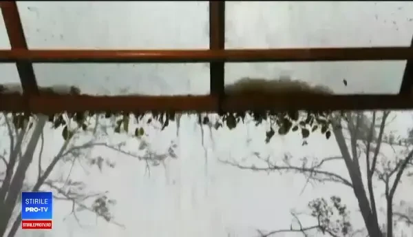 Invazie de lăcuste într-o regiune. Au devorat totul în calea lor