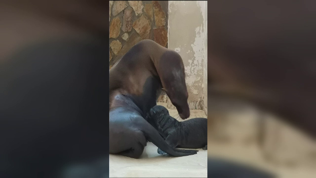 Surpriză la Delfinariul din Constanța, într-o familie de lei de mare californieni