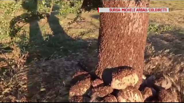 Vremea a luat-o razna pe planetă: bombardamente cu grindină, caniculă și invazie de lăcuste