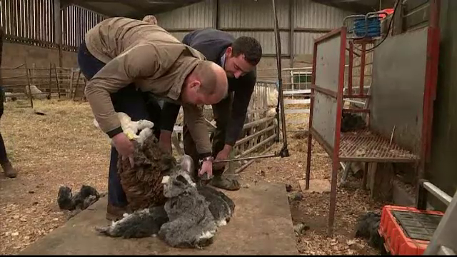 Ducele și ducesa de Cambridge au tuns oi la o stână: ”Oaia nu e prea mulțumită”