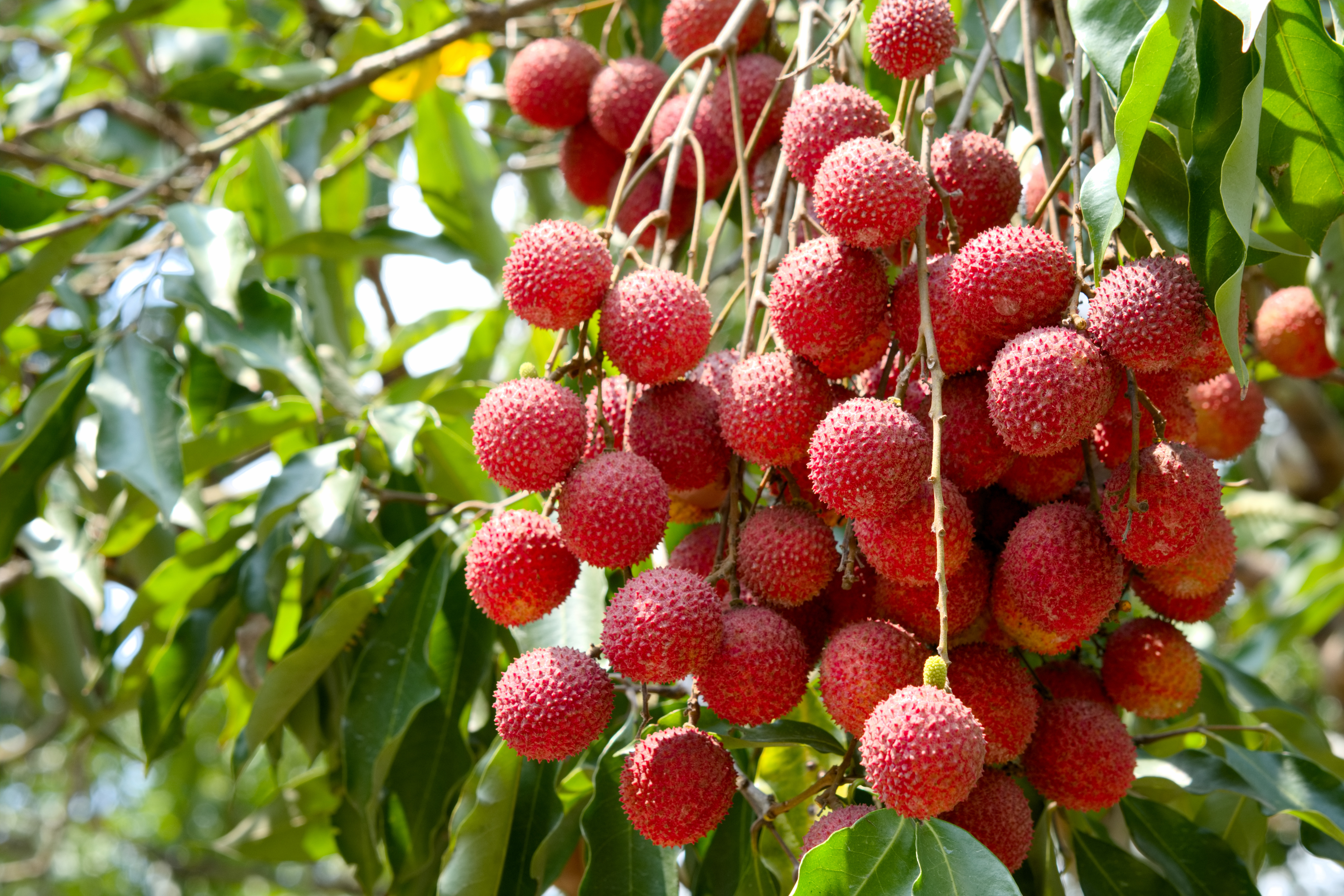 Peste 60 de copii au murit după ce ar fi consumat fructul litchi. Au făcut encefalită