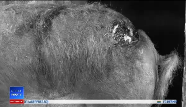 Urșii fac prăpăd în mai multe comune din Argeș. Descoperirea făcută de un localnic, dimineața