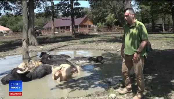 Canicula vine cu tratamente speciale pentru animalele de la zoologică din Târgu Mureș