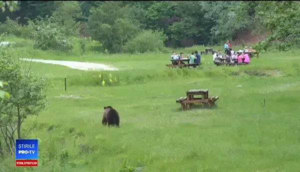 Ministerul Mediului vrea ordin pentru împușcarea a 140 de urși. Care ar fi condițiile