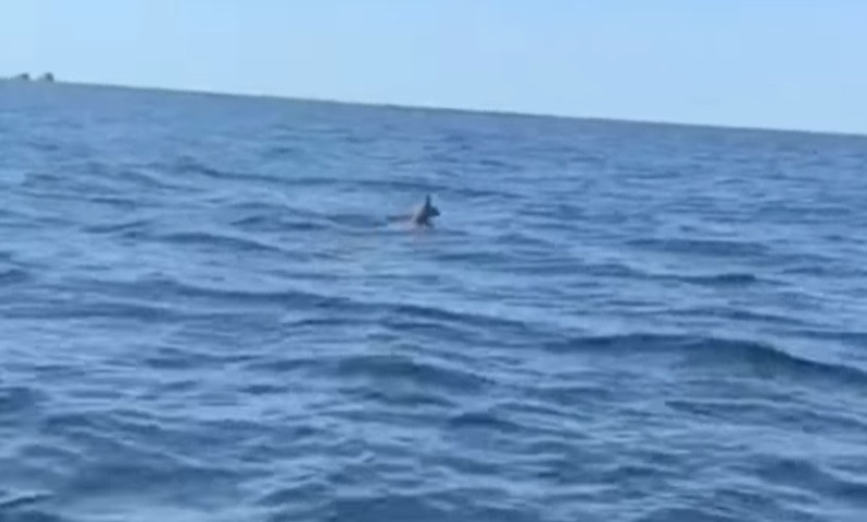 Ce au găsit în larg doi suceveni plecați în Deltă la pescuit. VIDEO