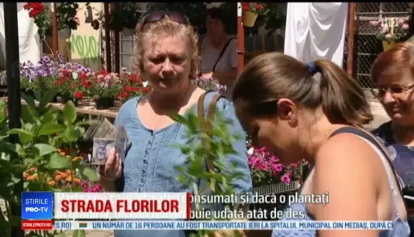 O stradă din Cluj-Napoca, transformată într-un colț de rai. ”E o muncă de care ne bucurăm”