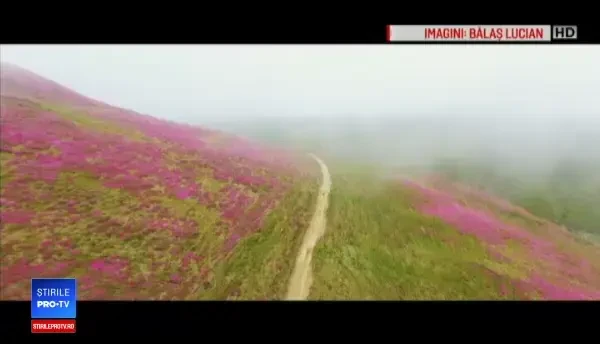 Spectacol unic oferit de natură turiștilor de la munte. Doar în luna iunie poate fi văzut