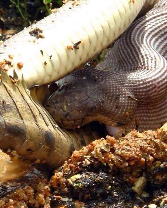 Imagini uluitoare surprinse în Australia: crocodil înghițit de un piton. GALERIE FOTO