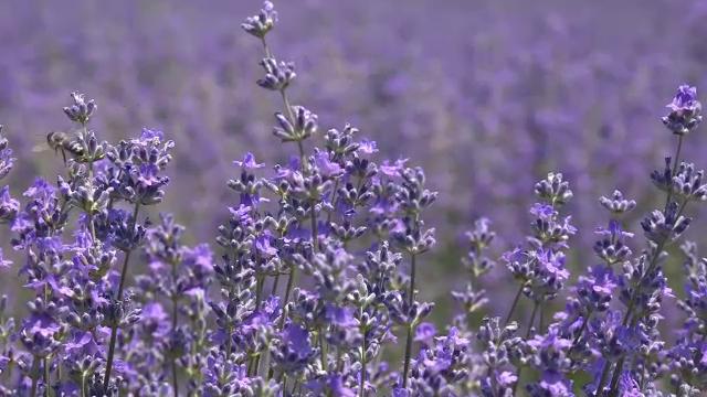 lavanda