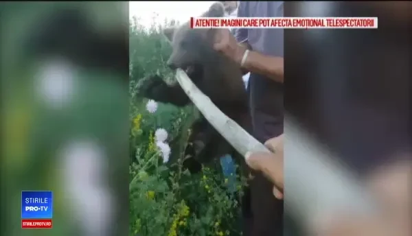 Ce s-a întâmplat cu puiul de urs chinuit de câţiva săteni din judeţul Braşov. VIDEO