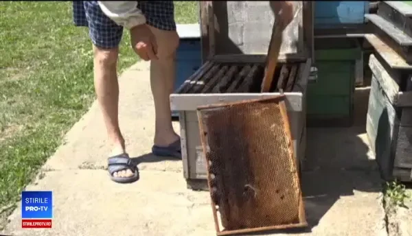 Ploile și gheața au distrus stupii apicultorilor. Prețurile la miere vor crește