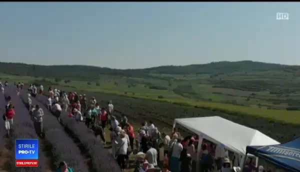 Lanul de lavandă din Mădăraș, loc de pelerinaj. Fotografiile realizate de turişti
