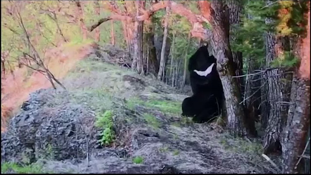 Mânat de curiozitate, un urs brun a descoperit și a distrus o cameră ascunsă