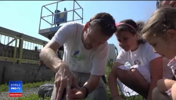 Ornitologii au început "inelarea" puilor de barză. Ce presupune această acțiune