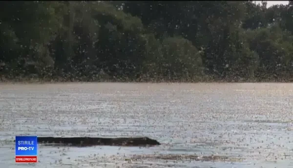 Imagini de basm pe râul Mureș. Fenomenul are loc o singură dată pe an