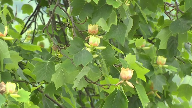 Un copac plantat în 1880, reper turistic pe Valea Jiului. Sub el vor fi oficiate căsătorii