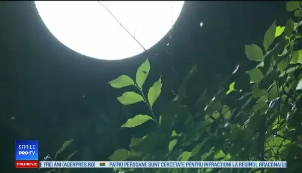 Invazie de țânțari în Capitală. Boala mortală care poate fi cauzată de înțepătura insectei