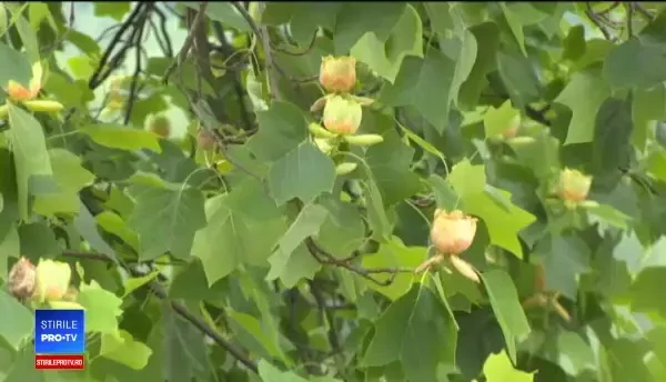 Un copac plantat în 1880, reper turistic pe Valea Jiului. Sub el vor fi oficiate căsătorii