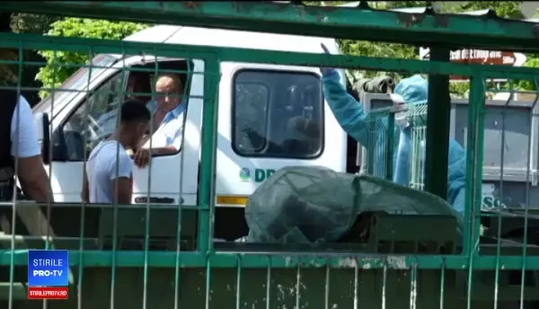 Resturile a 2 porci mistreți, găsite într-o ghenă. Oamenii au luat carnea bună de friptură