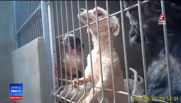 CAMERA ASCUNSĂ. Cum sunt traficate animalele de companie pe Internet