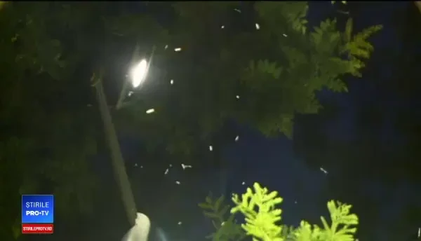 Invazie de țânțari în București. Multe farmacii și-au epuizat stocurile de creme și spray-uri