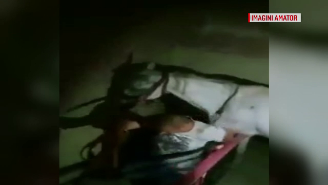 Momentul în care un cal este găsit în bucătăria unui apartament din Satu Mare