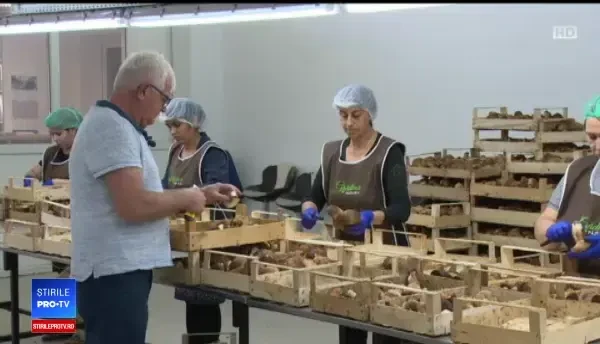 A plouat atât de mult încât s-au stricat şi ciupercile. "Adunăm cât să supravieţuim"