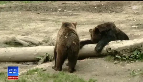 Observatoarele de animale sălbatice, o afacere de succes. Cât costă să vezi un urs în natură