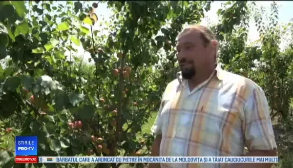 Când vom putea găsi la piață caise românești. Vremea rea a stricat planurile fermierilor