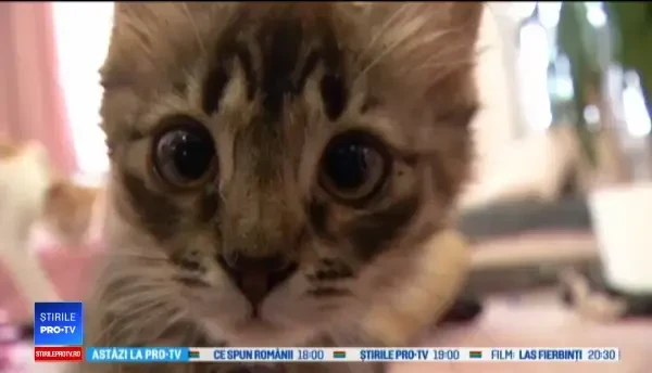 Cum arată cel mai popular centru de terapie cu pisici din Ucraina