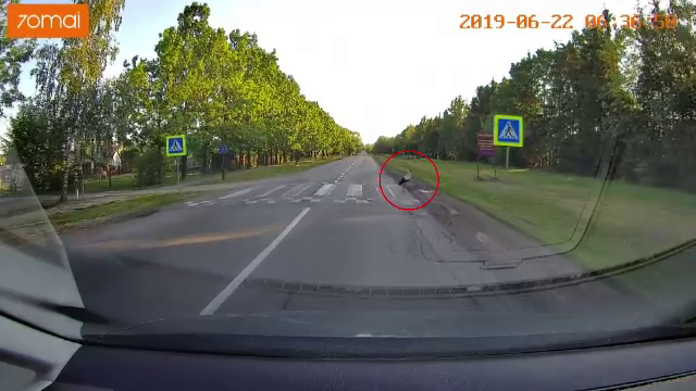 O barză a traversat strada pe trecerea de pietoni. Reacția polițiștilor