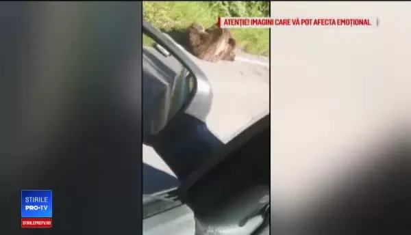 Un urs rănit a murit după ce a agonizat ore în șir în fața oamenilor nepăsători