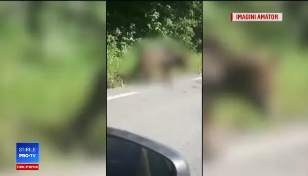Pui de urs, lovit de o mașină și apoi lăsat să se chinuie până a murit
