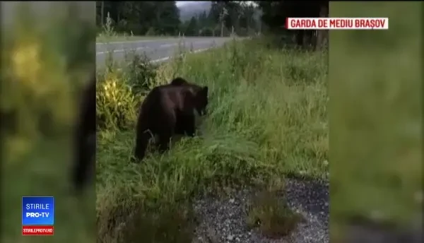 Pui de urs lovit în plin de o maşină pe DN 1, la Brașov. Reacția oamenilor