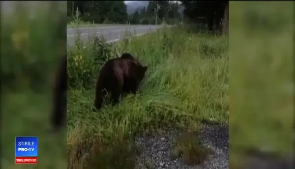 Ursul lovit de o mașină în Brașov, salvat de voluntari după 4 ore de agonie