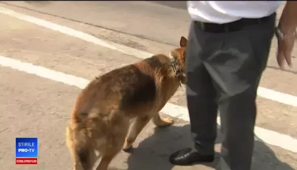 Muha, spaima traficanților de droguri, a fost adoptat de cel mai bun prieten al său