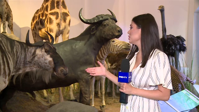 Asigurarea specială care vă scapă de probleme dacă distrugeți un obiect la muzeu